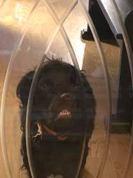halloween dog