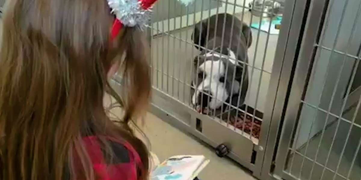 Little Girl Goes To Shelter Every Week To Make Dogs Feel Loved - Videos ...