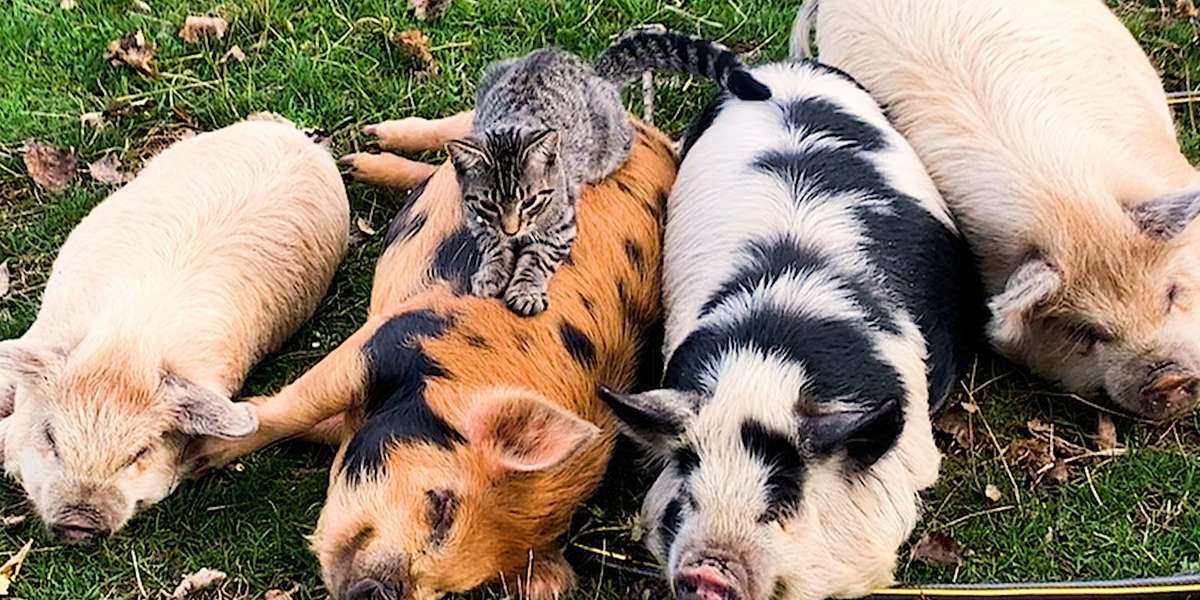 Cat Loves Giving His Pig Friends Massages - Videos - The Dodo