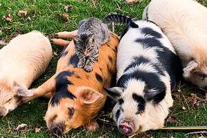 Cat Loves Giving His Pig Friends Massages