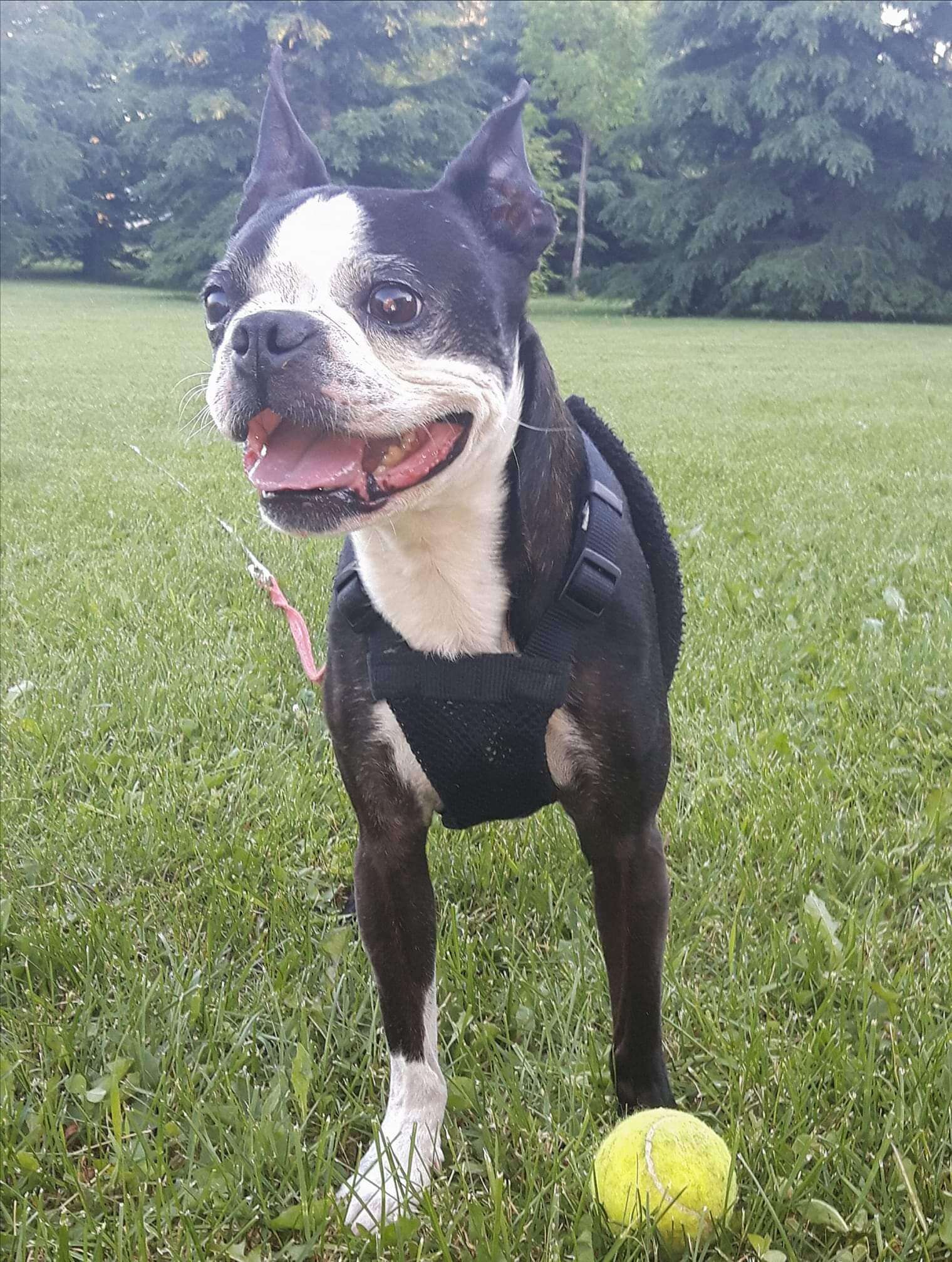Manson the Boston terrier with his beloved tennis ball
