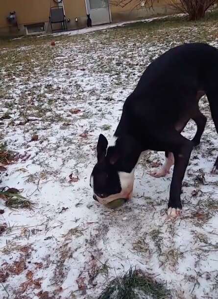 Dog tries to free tennis ball on frozen ground