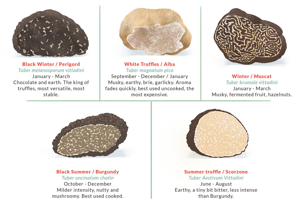 What Are Truffles Why Are They So Expensive What You Should Know Thrillist