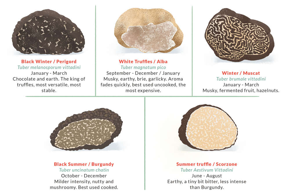 What Are Truffles Why Are They So Expensive What You Should Know Thrillist