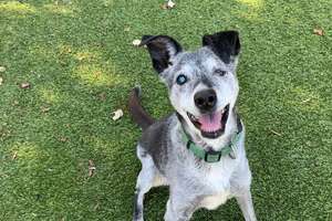 19-Year-Old Shelter Dog Just Wants A Forever Family