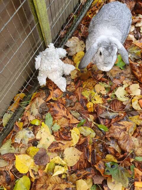 rabbit and his teddy bear