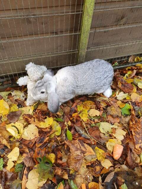 rabbit and his teddy bear