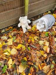 rabbit and his teddy bear