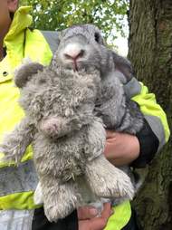 rabbit abandoned with his teddy bear