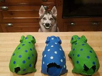 dog chews tails off stuffed pig toys