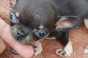 1-Pound Puppy Thinks He's Bigger Than His Foster Siblings