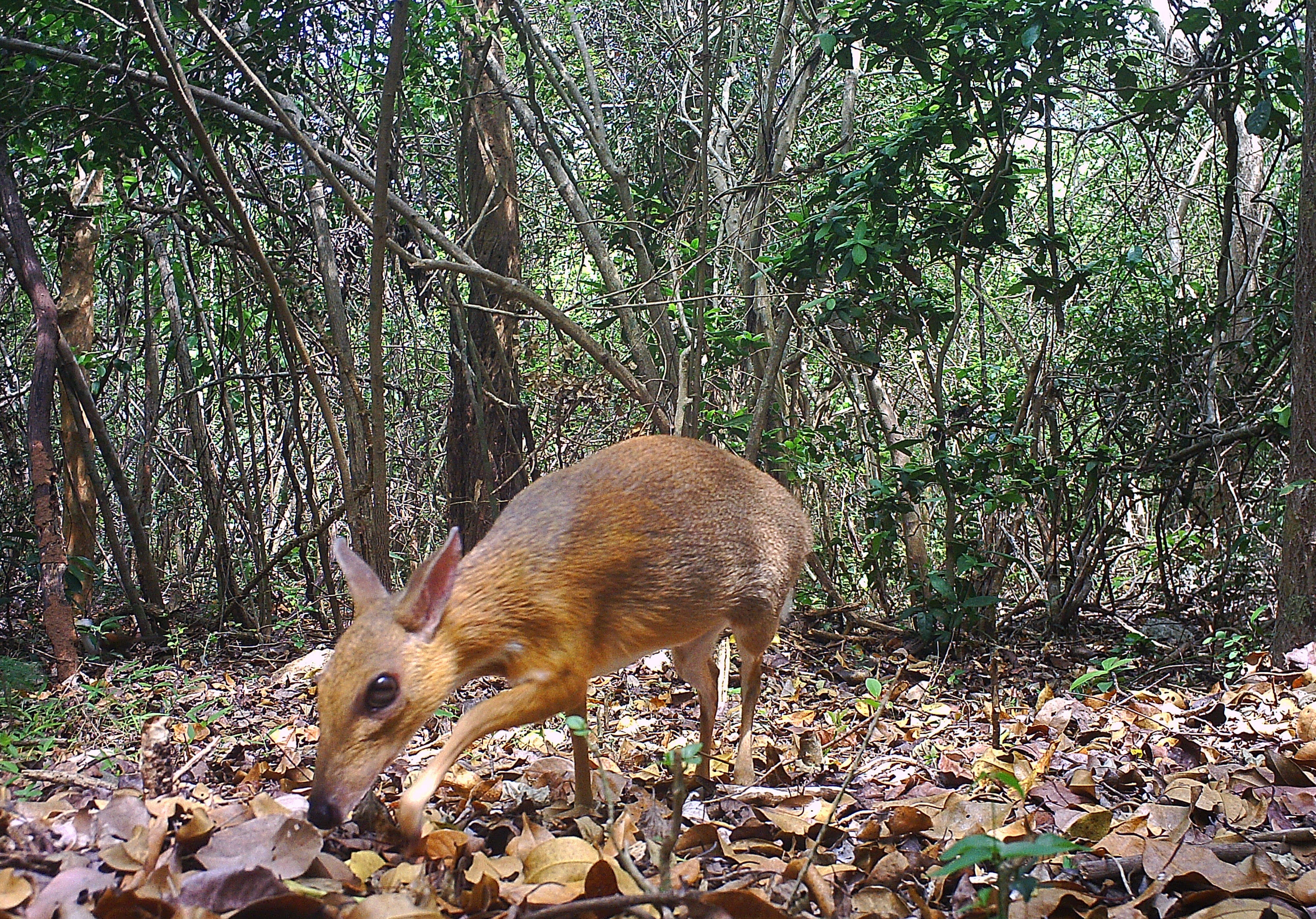 The lost silver-backed Chevrotain in Vietnam