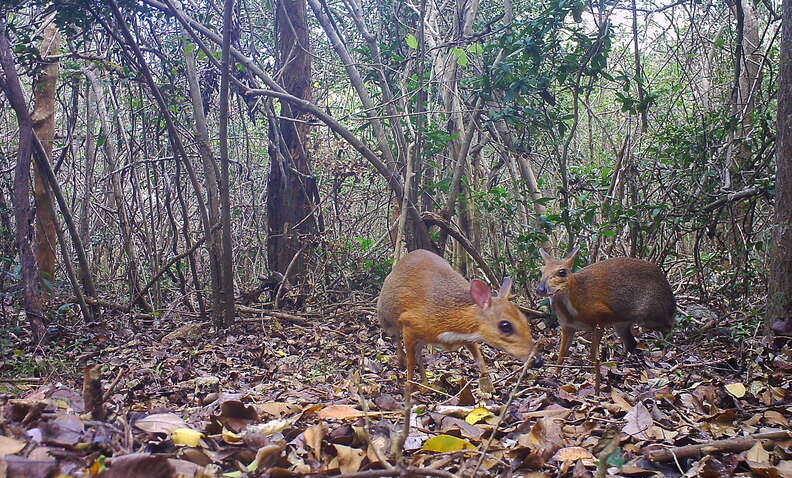 Two rediscovered silver-backed chevrotain