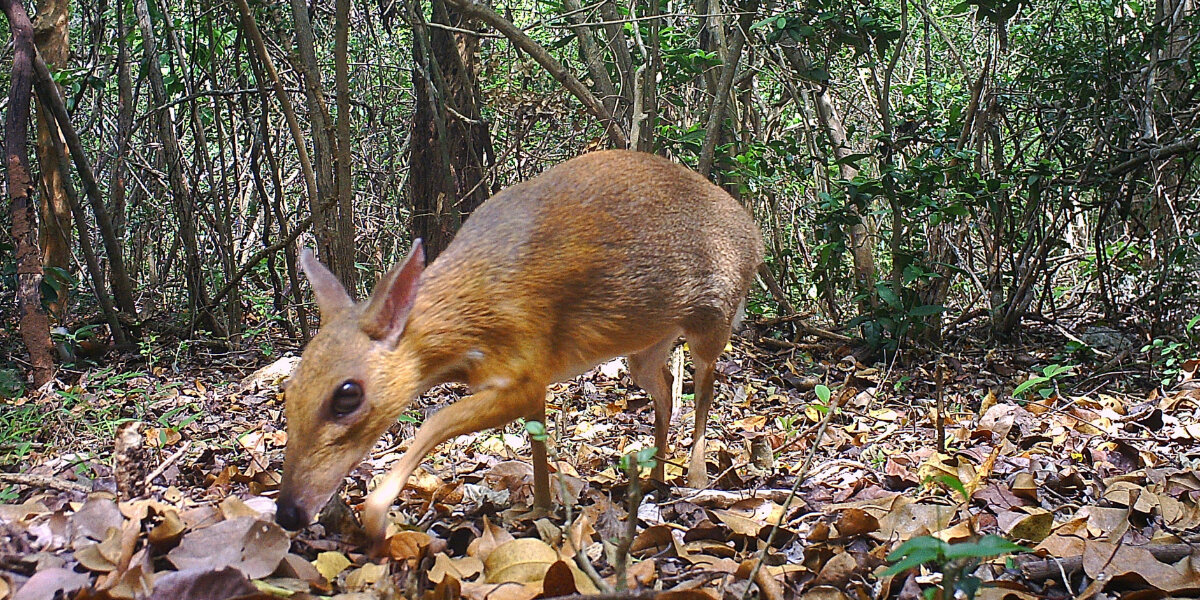 Tiny Deer The Size Of A Rabbit Spotted For The First Time In 30 Years ...