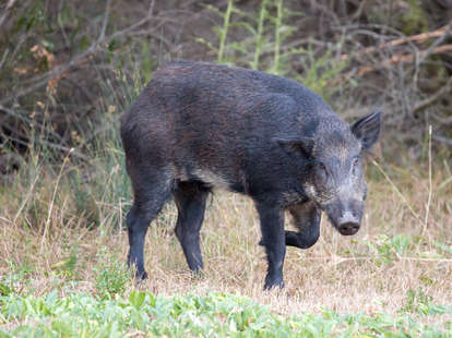 Feral Hogs Destroy $22,000 Worth of Cocaine in the Woods of Tuscany ...