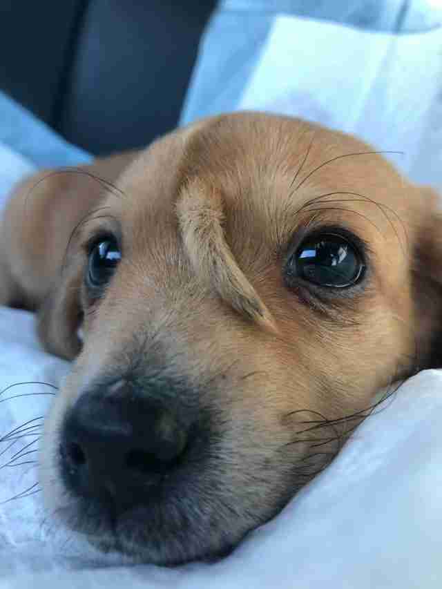 meet narwhal the unicorn puppy with a tail on his face the dodo