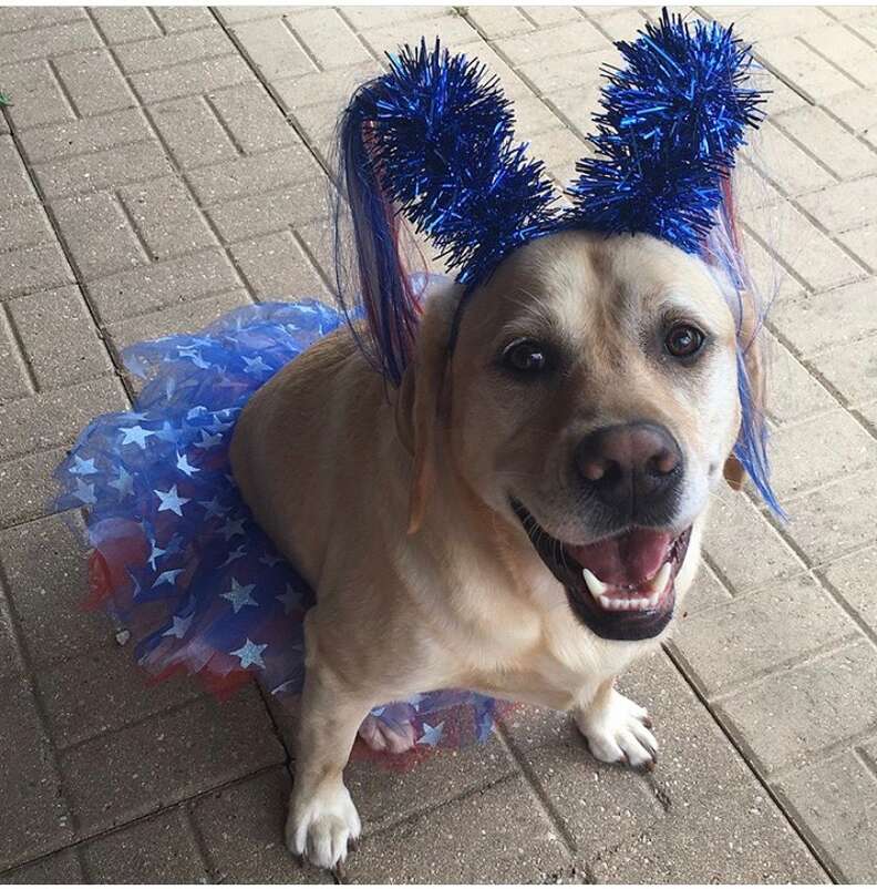 dog loves photo of herself