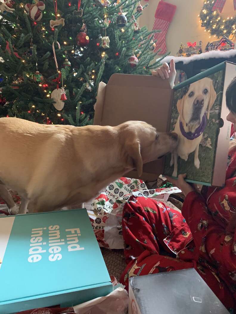 dog loves photo of herself