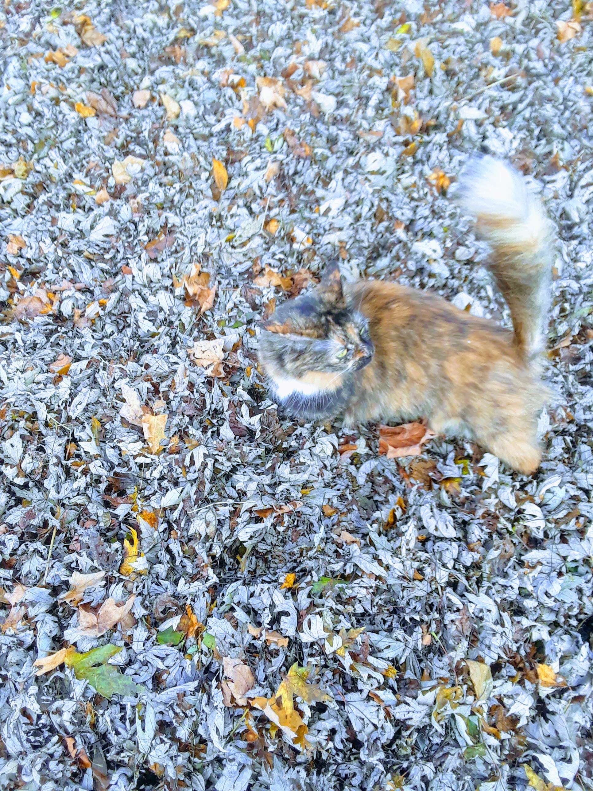 Lion the cat strolls through the leaves