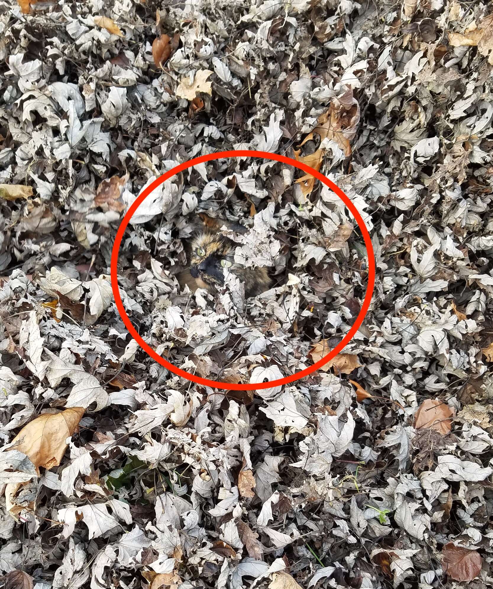 Tortoiseshell cat hidden in leaf pile