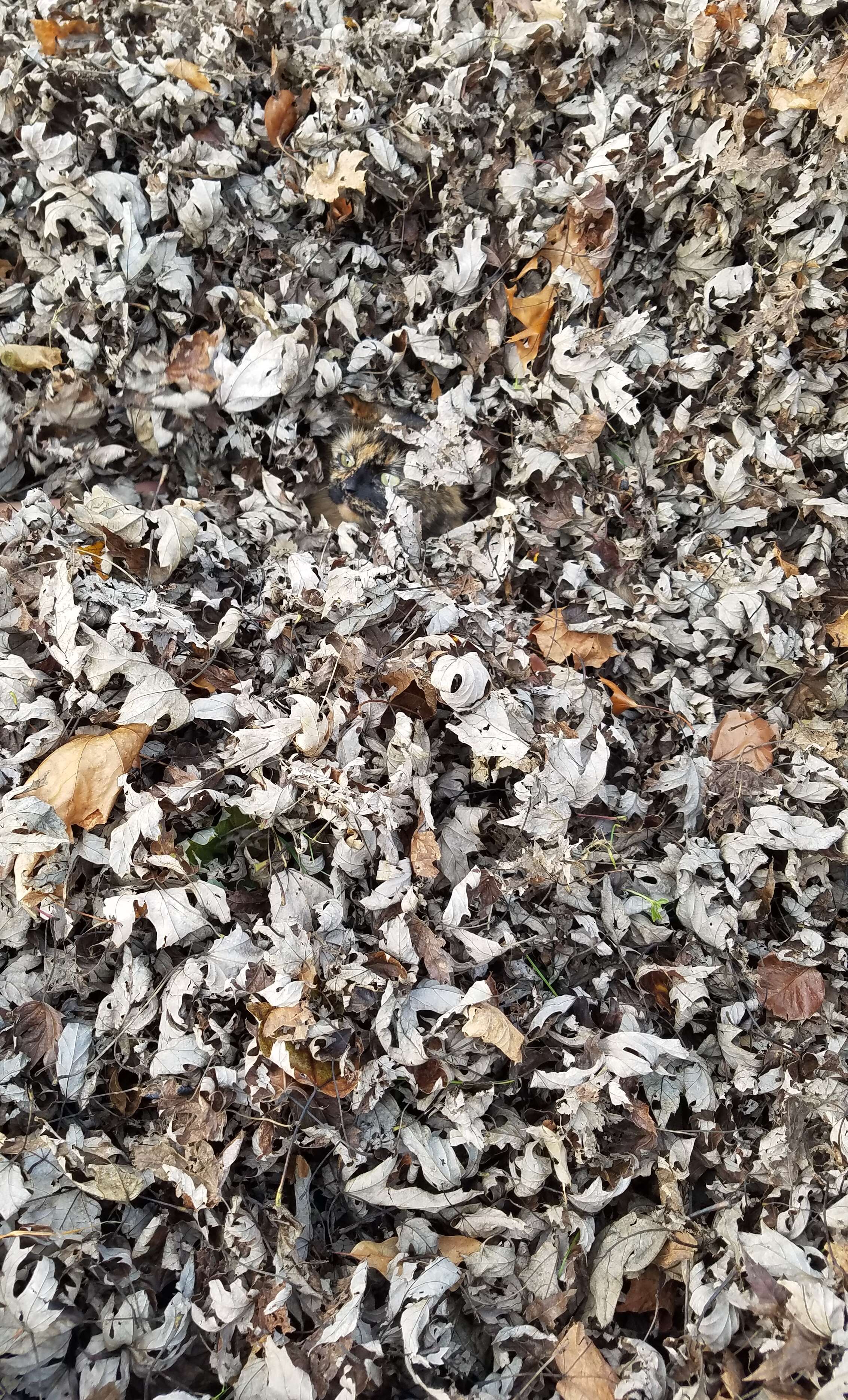 Cat hidden in a pile of leaves