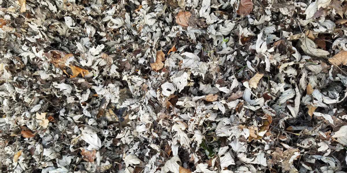 This Cat Blends In Completely With This Pile Of Leaves
