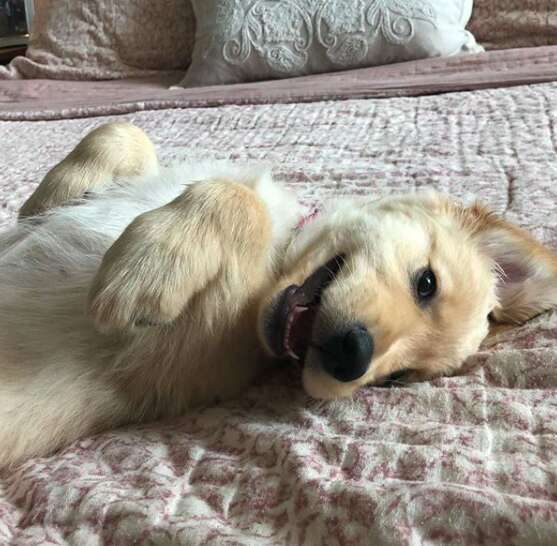 Golden retriever puppy strikes a pose