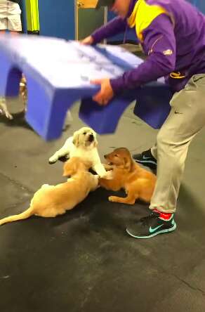 Golden retriever puppies caught holding hands