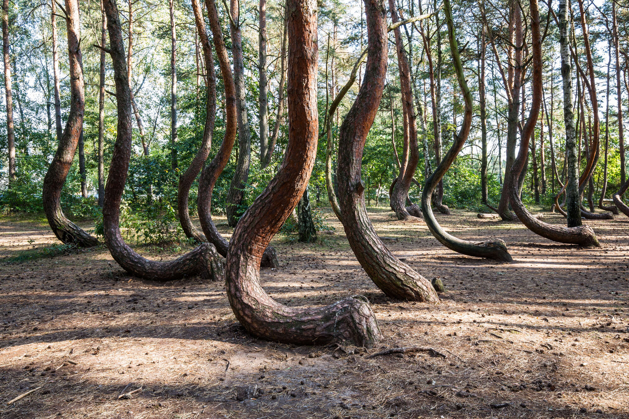 crooked forest