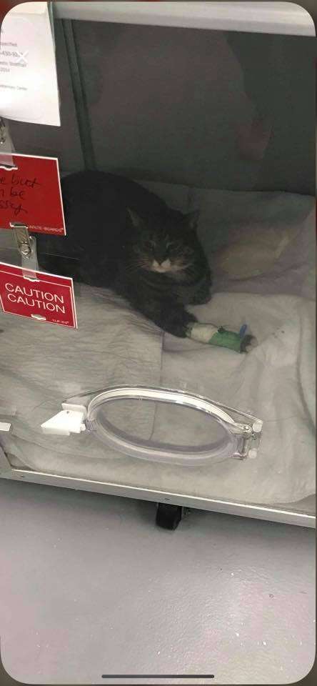 Kitty saves owner Lansing NY fire