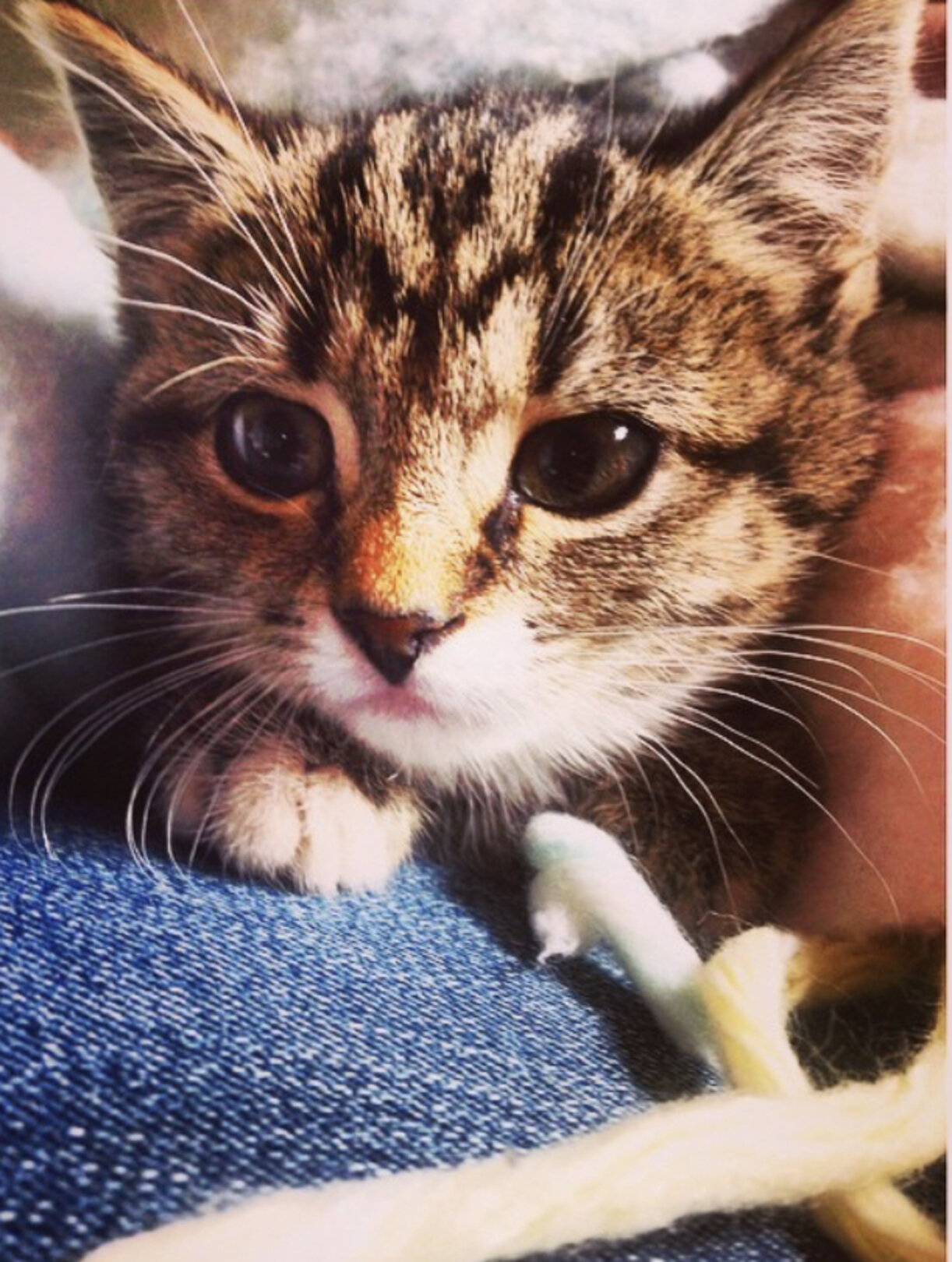 Cat Saves Owner And Neighbors From Lansing Fire - The Dodo