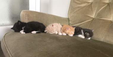 foster kittens