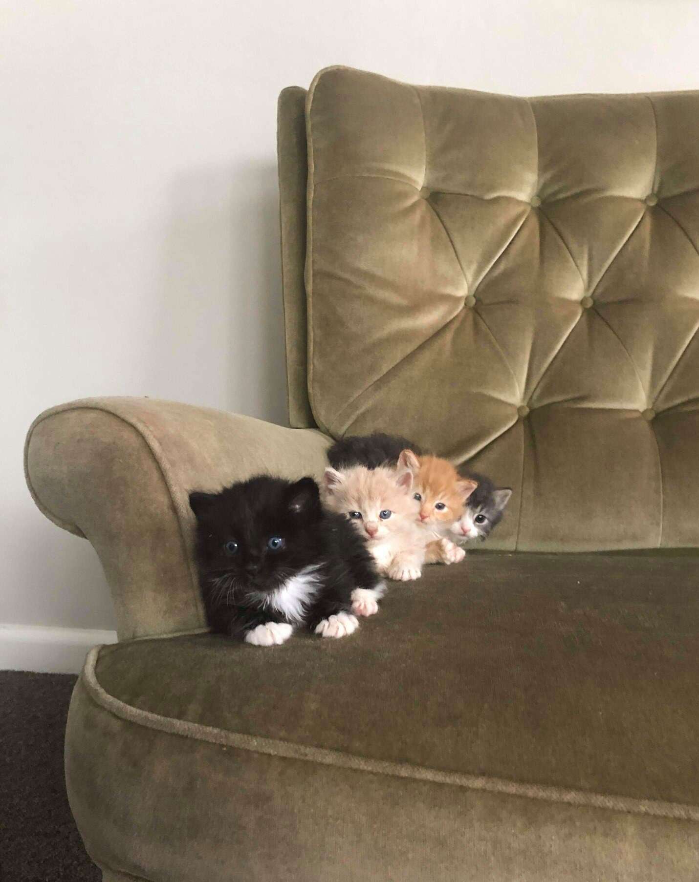 foster kittens