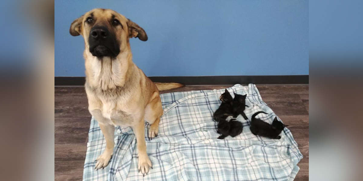 Stray Dog Found Curled Up In Snow Keeping Orphaned Kittens Warm - The Dodo