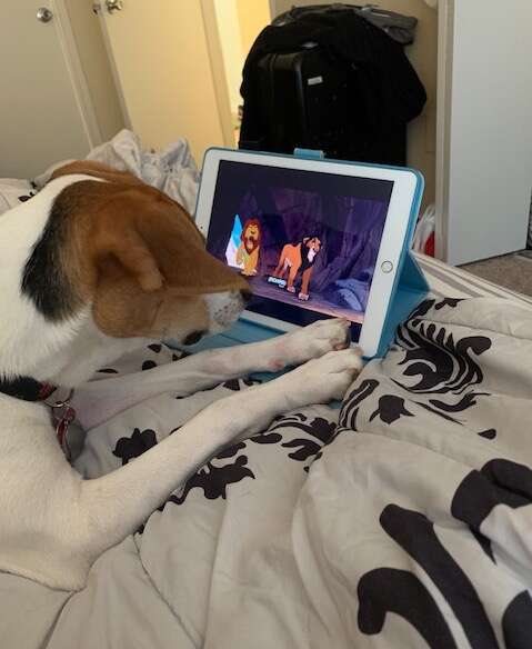 Luna the dog watches The Lion King