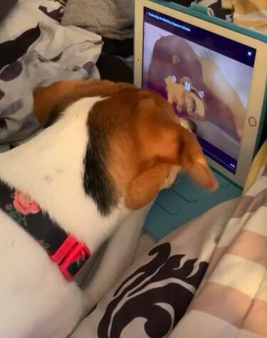 Dog reacts to watching "The Lion King"