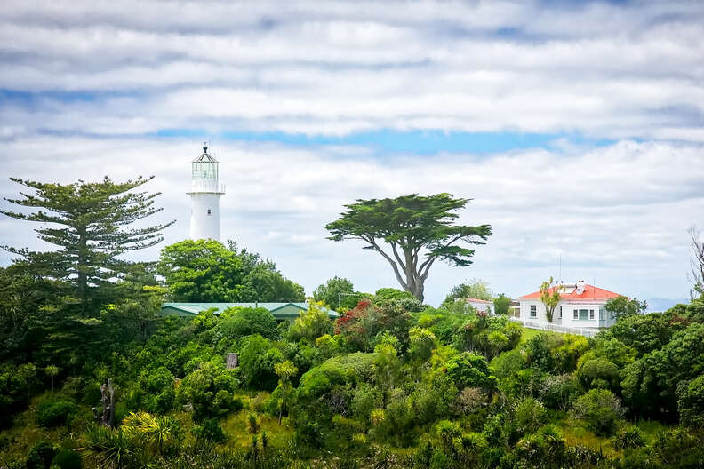 Tiritiri Matangi Island