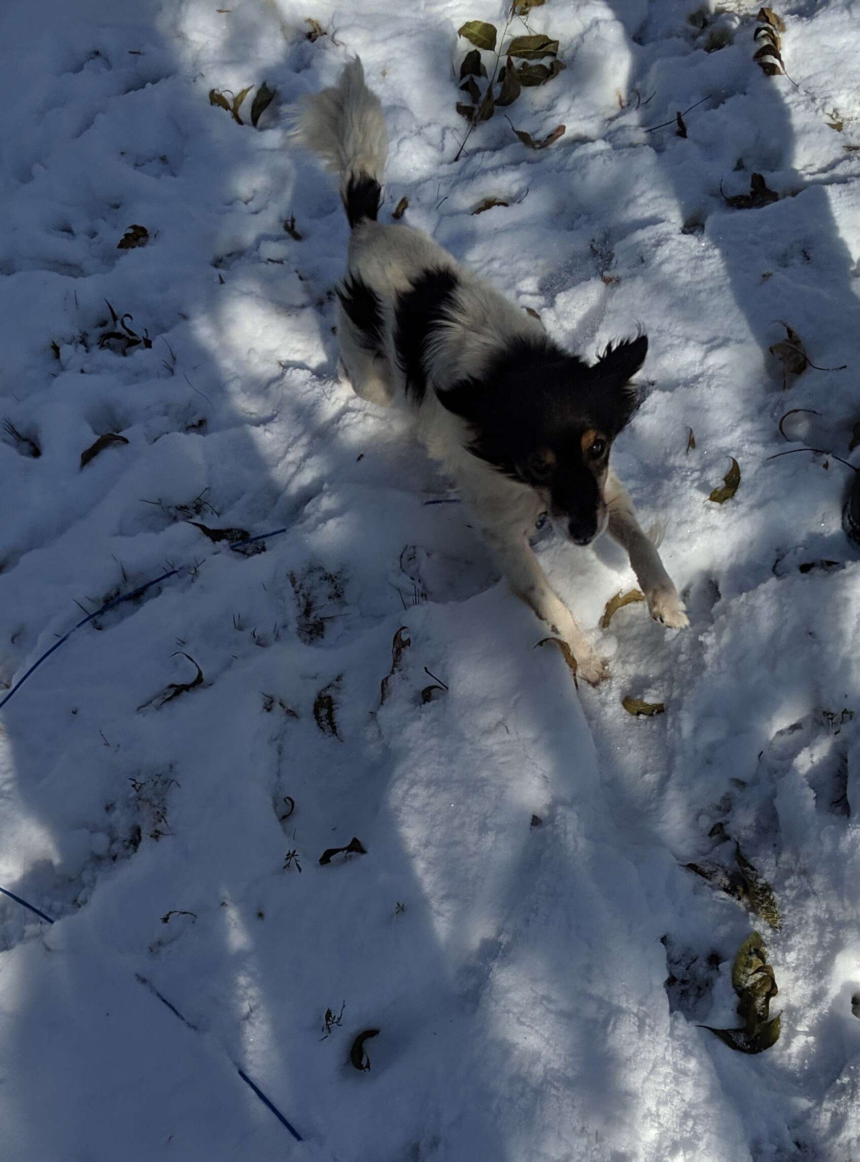 Dog runs through the snow to his rescuers