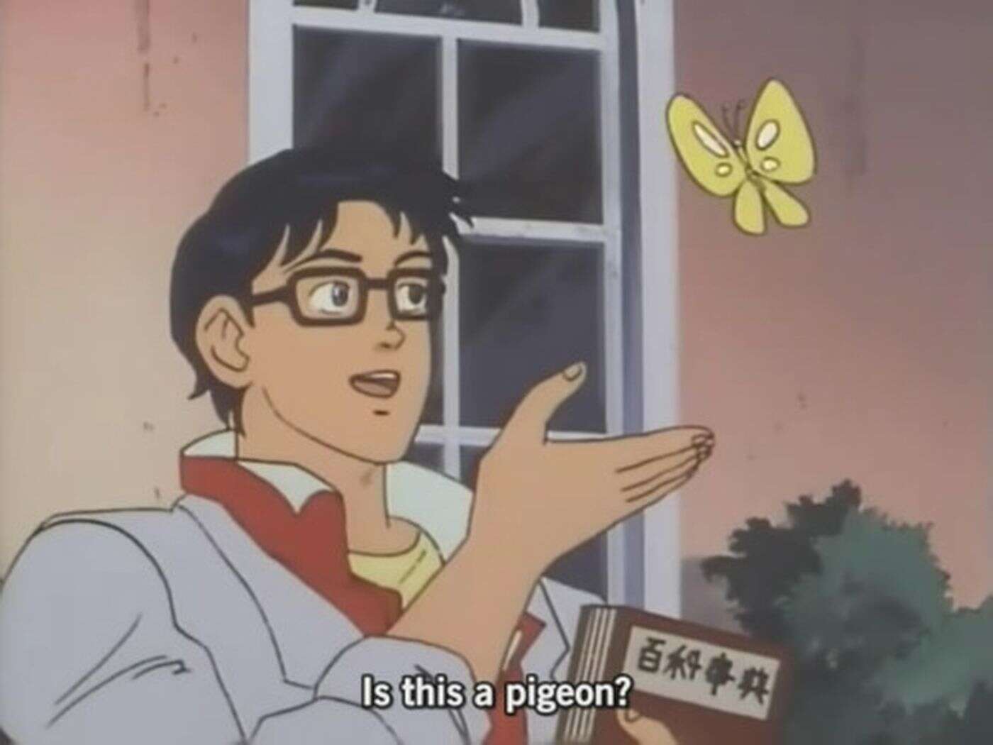 is this a pigeon