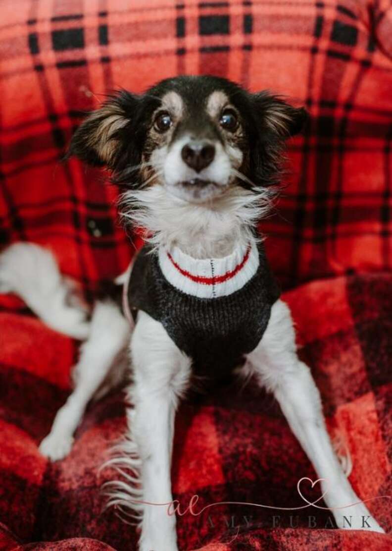 Roscoe the rescue dog in the shelter