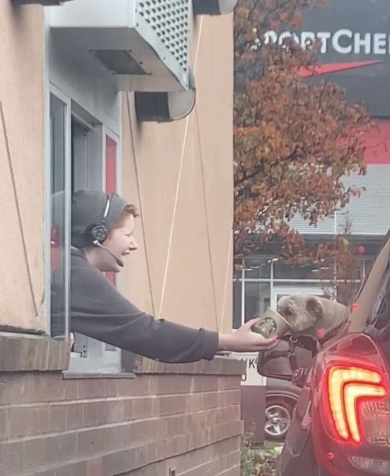 starbucks dog