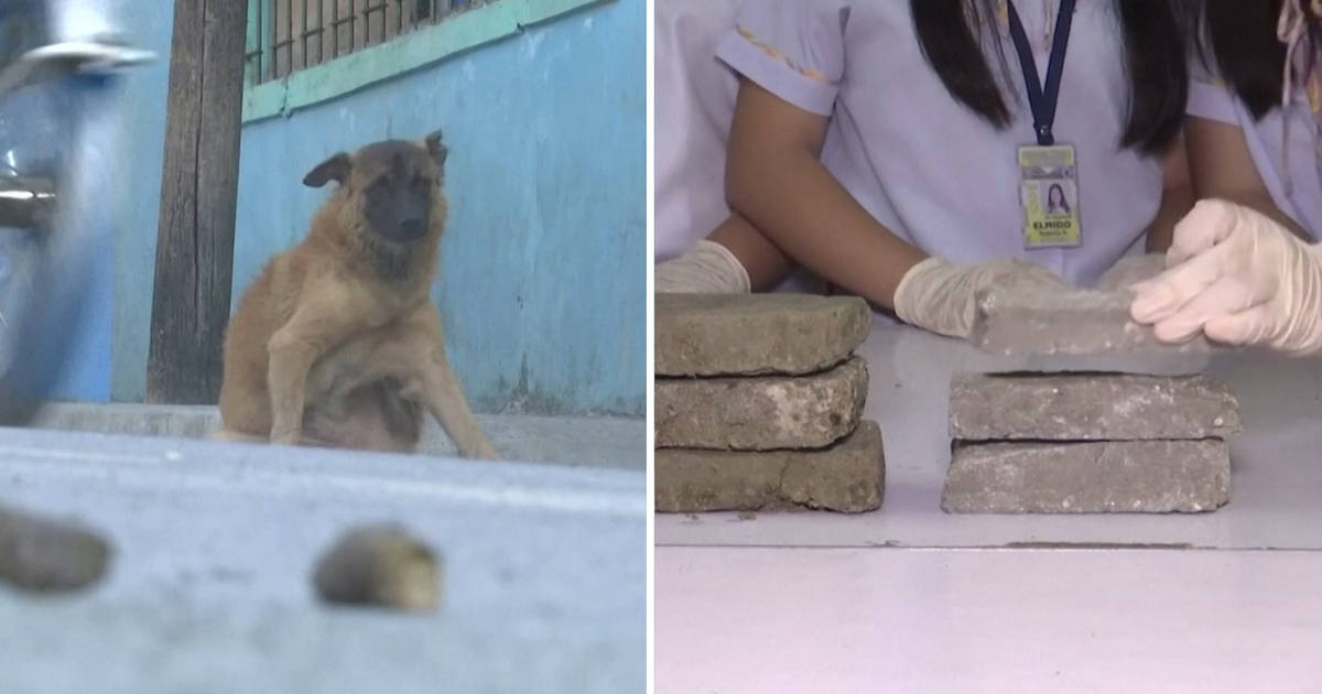 How To Get Dog Poop Off Of Cement