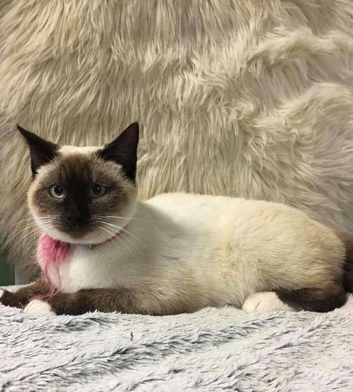 Siamese cat found with a note in illinois