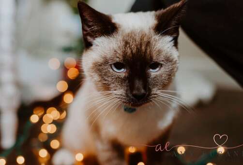 Violet the siamese cat found with a letter