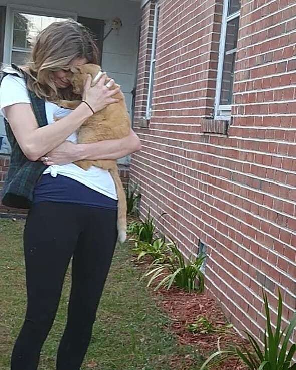 Cat Jumps Into His Mom's Arms After Being Lost For 536 Days