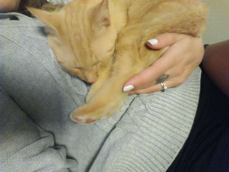 Cat Jumps Into His Mom's Arms After Being Lost For 536 Days