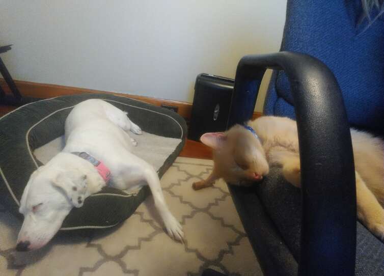 Cat Jumps Into His Mom's Arms After Being Lost For 536 Days