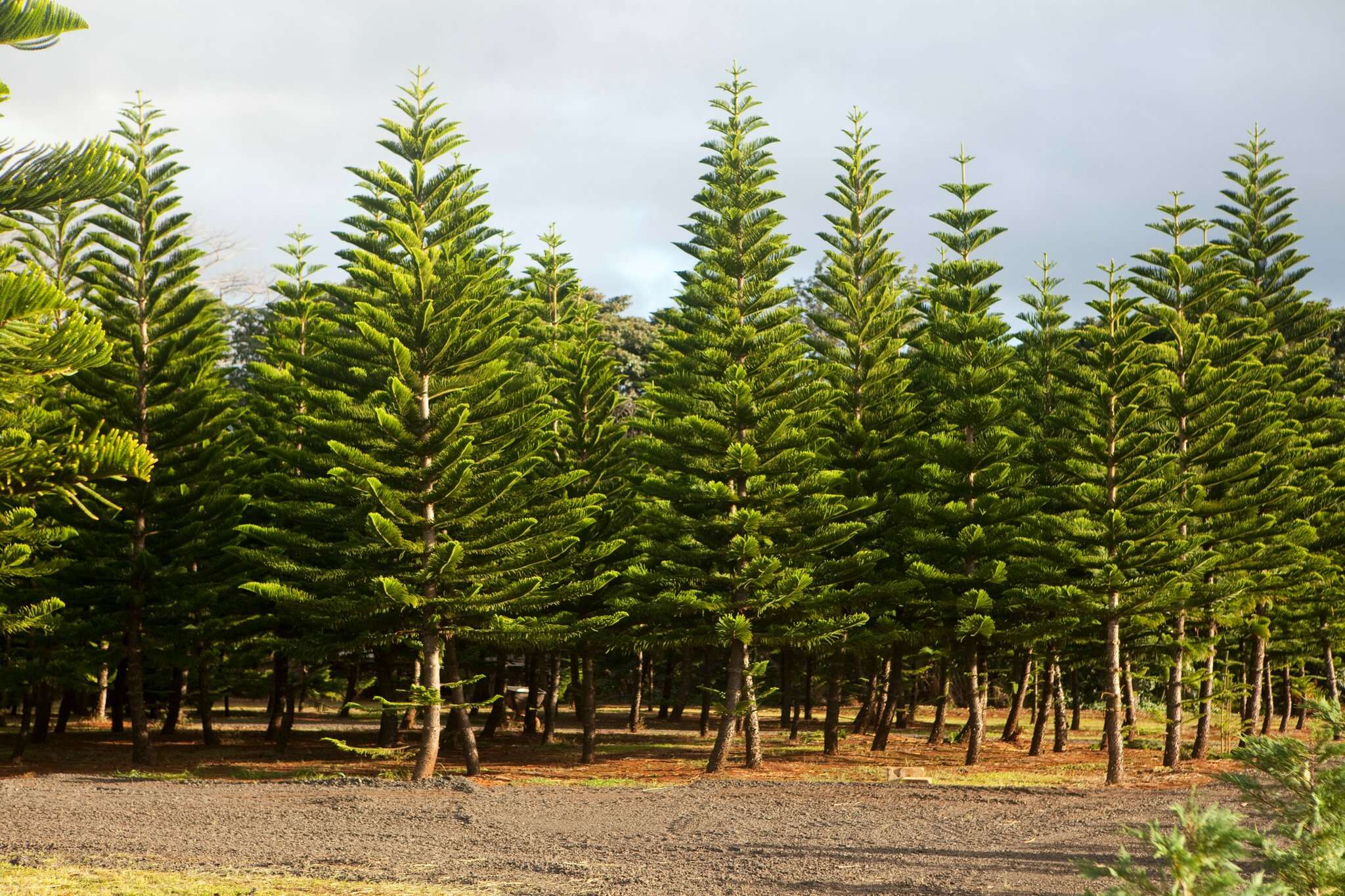 Helemano Farms - Oahu Christmas Tree Farm