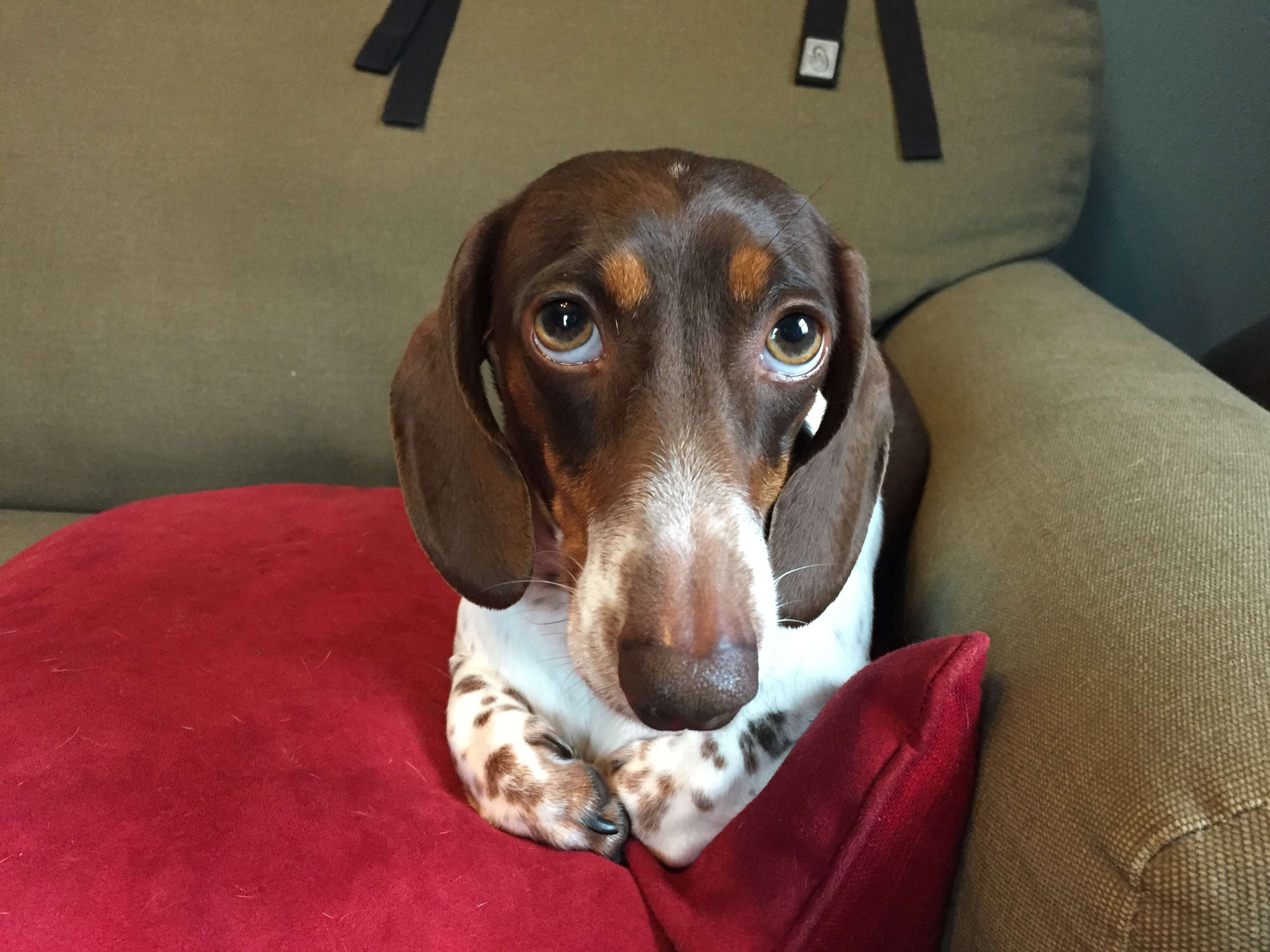 Beans the dachshund makes a funny face