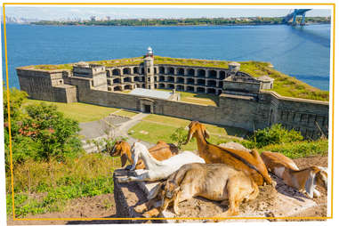 Goats in front of Fort Wadsworth